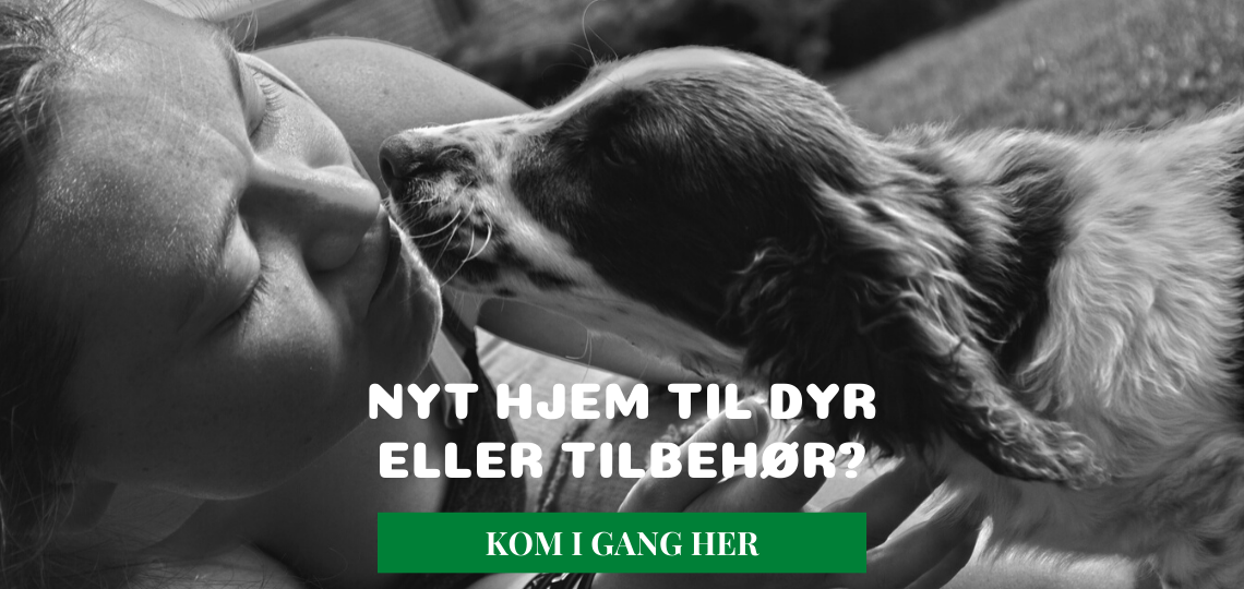 SALG OG EFTERLYSNING AF DYR, hund, kat, marsvin, kanin, hest, fugl, krybdyr
