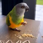 Stor dusør gives! Senegal papegøje