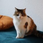 Kat forsvundet i Fraugde