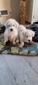 Gul og bortgives gratis hund Bosniske Hunde