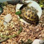 Ung russisk landskildpadde søger nyt hjem!