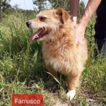 Farusco