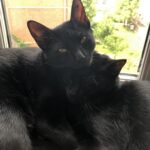 Vores sorte kat er forsvundet