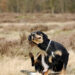 hund hvalp allergi pleje allergivenlig behandling