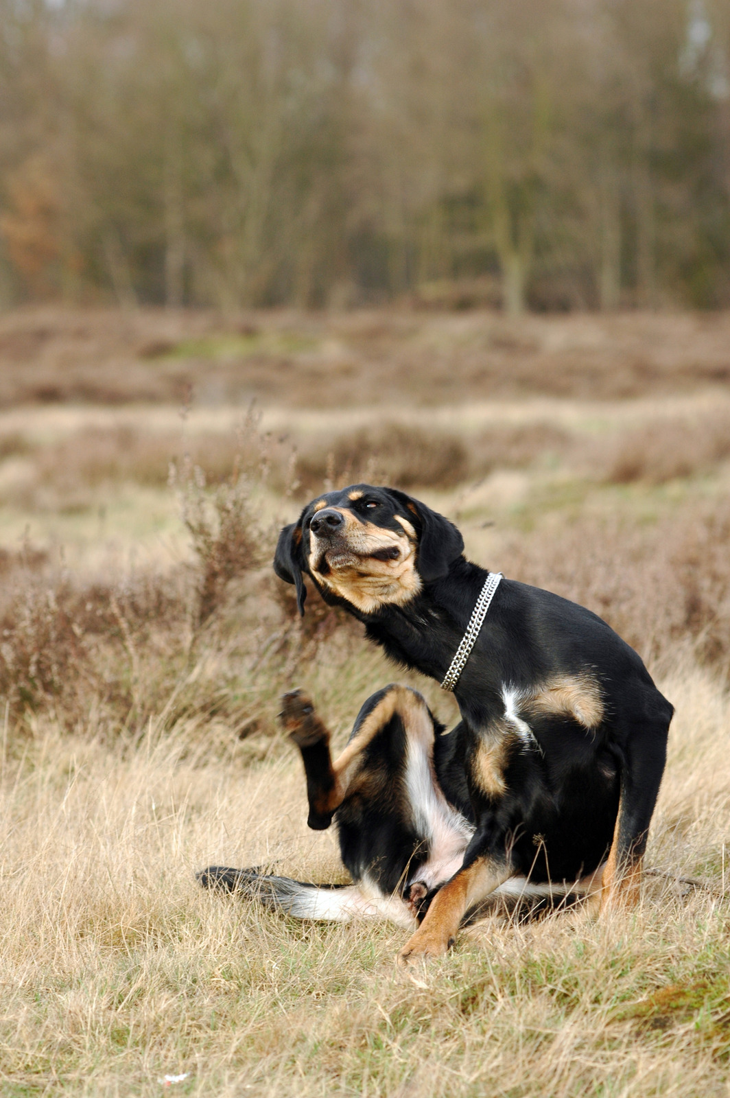 hund hvalp allergi pleje allergivenlig behandling