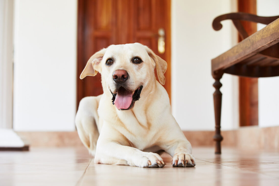 I udlandet shilling Rang Hamp til din hund: Se hvordan det kan give dig en sund hund