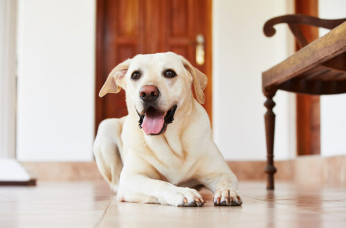 hund hvalp hamp sundhed