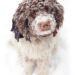 vinter sne kulde hund hvalp pote pleje