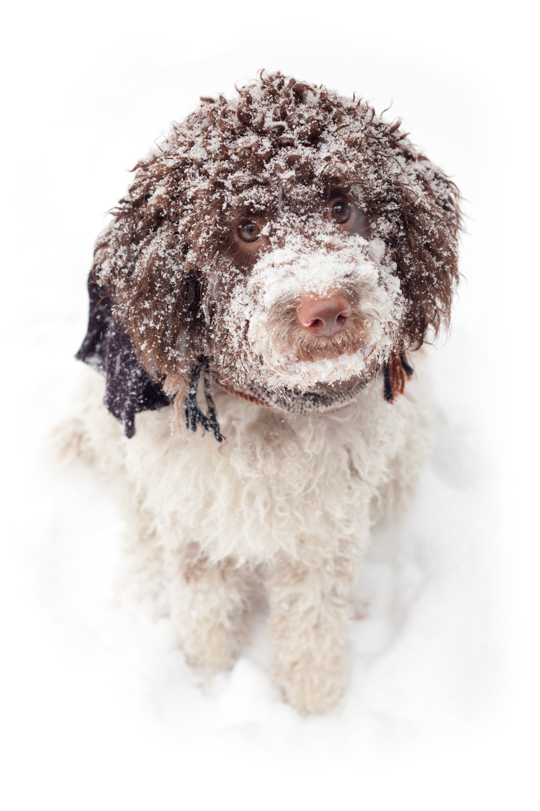 vinter sne kulde hund hvalp pote pleje