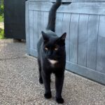 Kat forsvundet i Gredstedbro