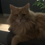Efterlysning af min kat