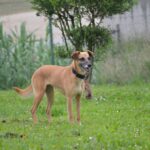 flotte lucia
