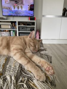 Katte og killinger salg og salg eller af og killinger