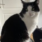 Katten Bella fra Overlund i Viborg