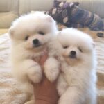 Pomeranian