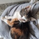 skøn Maine Coon blanding