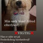 Efterlysning af Alfred