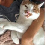 Savned kat