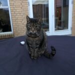 Efterlysning af gråstribet kat - Lynge