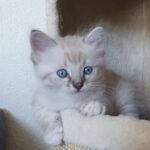 Ragdoll han killing