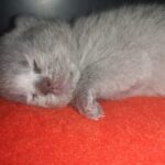 British shorthair killinger