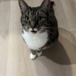 Vores kat savnes omkring Kolding