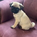 Mops Hvalp