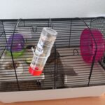 Dværg hamster