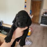 Cocker spaniel hvalpe