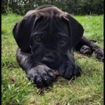 Cane Corso hvalp søger hjem