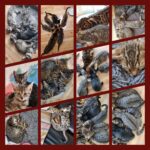 ½ Bengal - ½ Huskat Killinger