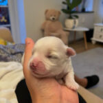 Malteser Hvalpe