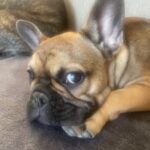 Fransk bulldog hvalp 6 mdr