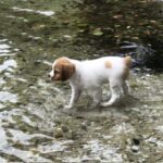 Breton Hundehvalp