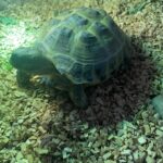 Russisk landskildpadde 2 år