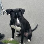 Hund American bully