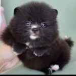 Pomeranian hvalp