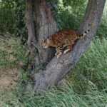 Bengal hankat