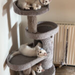 British Shorthair, flere killinger