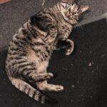 Efterlysning af min kat Hans