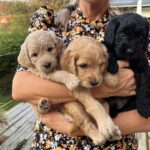 Goldendoodle F1b mellem