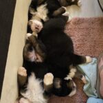 Berner Sennen hvalpe