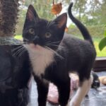 Killinger på 12 uger, 2 hunner og 1 han