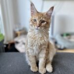 Maine coon hankilling