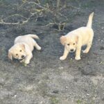 Golden retriever hvalpe