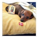 Han Hund