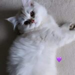 British longhair