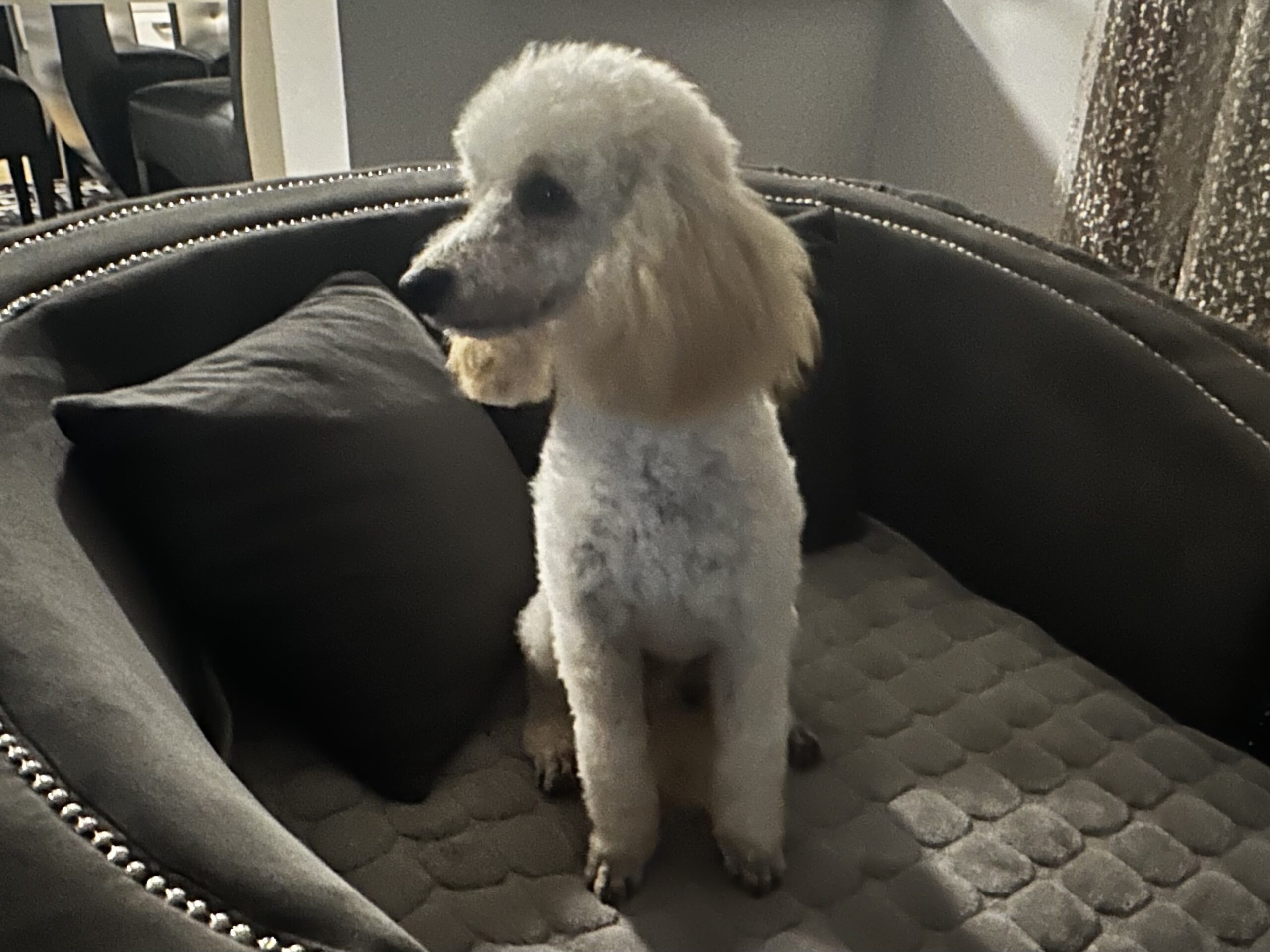 Puddel til sålg dyreformidlingen.dk