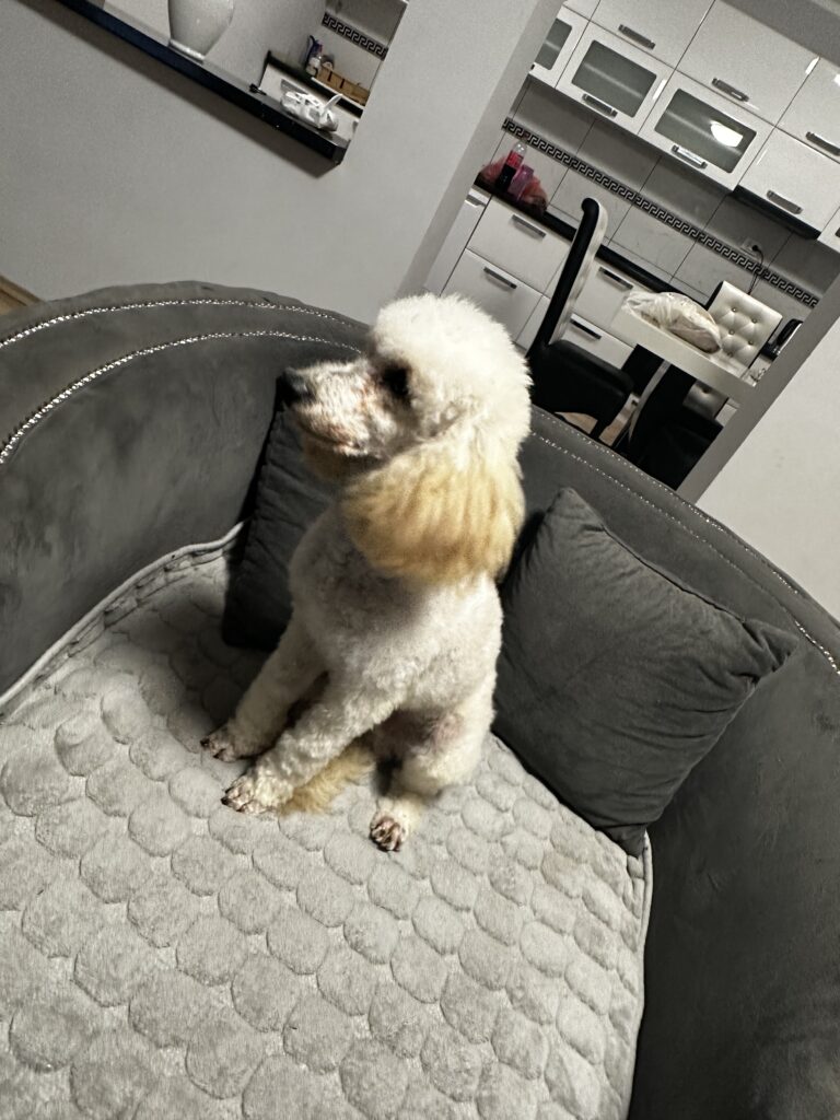 Puddel til sålg dyreformidlingen.dk