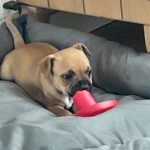 Engelsk Statfordshire bull terrier